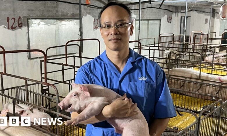 Animal welfare: In Vietnam digital systems are helping farmers