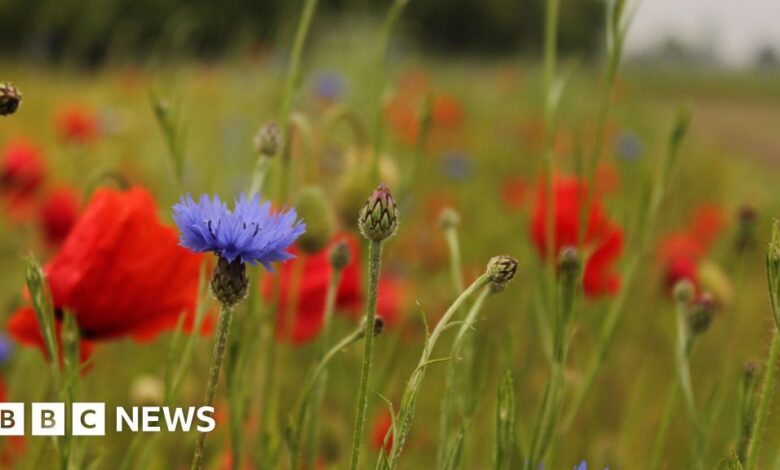 Don't cut nature-friendly farm fund, urge ex-Tory ministers