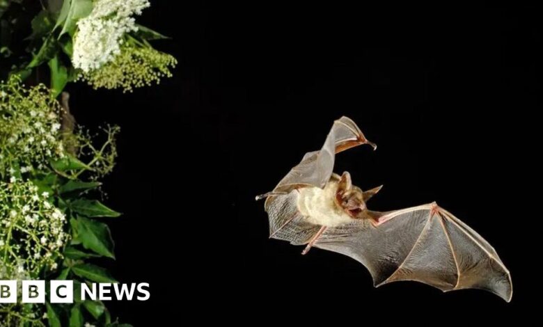 Bat safety barrier will cost £100m, says HS2 chairman