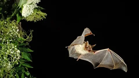 Getty Images A night sky with a bat flying across the black background and an elderflower tree to the left with white spray flowers and green leaves. The bat has its mouth open and its wings are spread open wide. It has a white furry body and brown head with pointy ears.