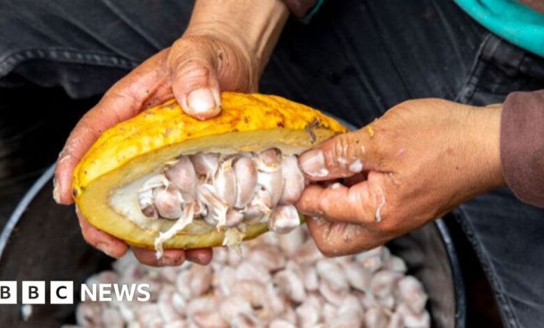 Chocolate makers stoke boom for Indian cocoa beans