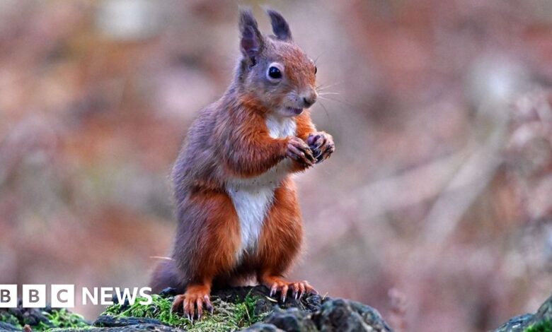 Conservationists turn to AI in battle to save red squirrels