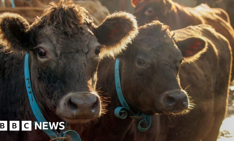 Green farming budget freeze 'will hit nature and wildlife work'