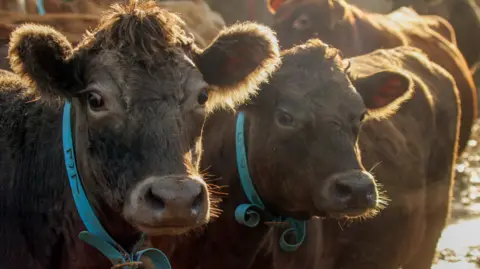 Getty Images Two cows with blue collars