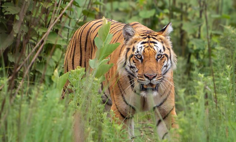 Tech Life - Tiger trackers used to spy on women - BBC Sounds