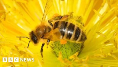 Bee-harming pesticides' emergency approval will end, vows Defra