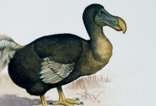 Tech Life - Not as dead as a dodo ? - BBC Sounds