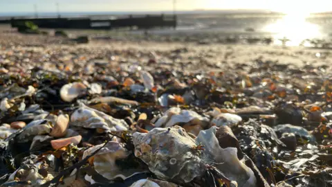 Oyster shells in the foreground surrounded by seaweed on a beach with the shoreline in the distance.