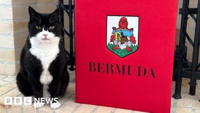 Foreign Office cat Palmerston starts purr-litical job in Bermuda