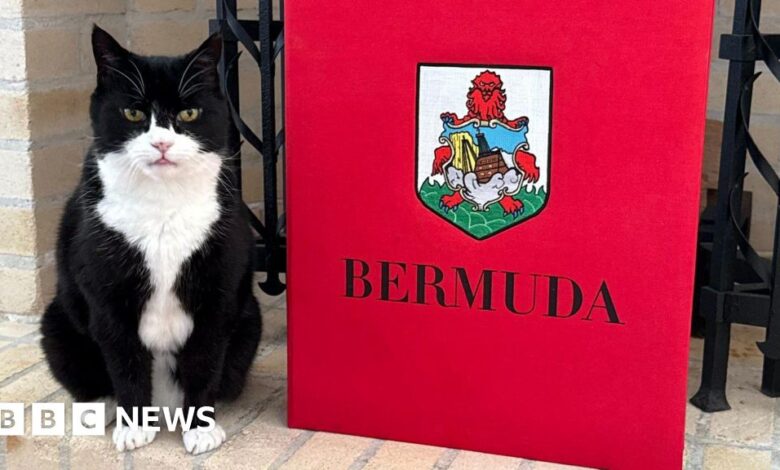 Foreign Office cat Palmerston starts purr-litical job in Bermuda