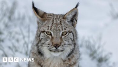 John Swinney rules out reintroduction of lynx to Scotland