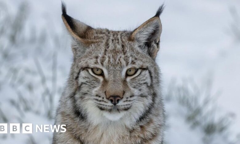 John Swinney rules out reintroduction of lynx to Scotland