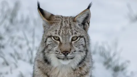 Getty Images A young lynx looking at the camera. It is sitting in the snow.
