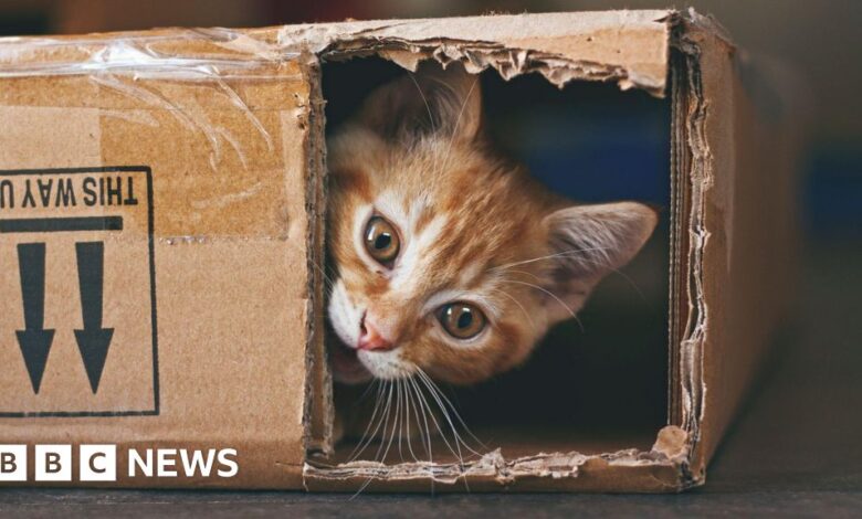 'No cat ban in Scotland' First Minister John Swinney confirms