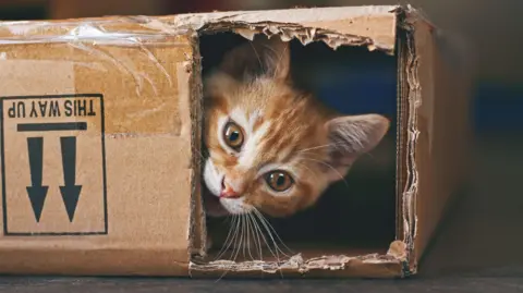 Getty Images Ginger kitten playing inside a cardboard box. The upside down box has a cut aperture for the cat to look out and is marked with 'this way up' and arrows pointing down.