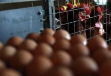 Egg prices are rapidly falling so far in March