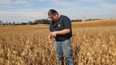 'Tariffs break trust': How Trump's trade policy is putting pressure on U.S. farmers