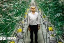 London mayor backs report calling for cannabis decriminalisation