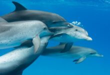 Tech Life - Talking dolphin - BBC Sounds