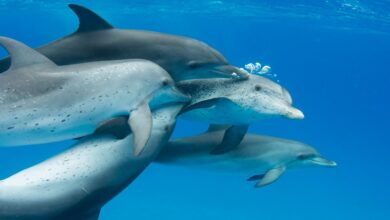 Tech Life - Talking dolphin - BBC Sounds