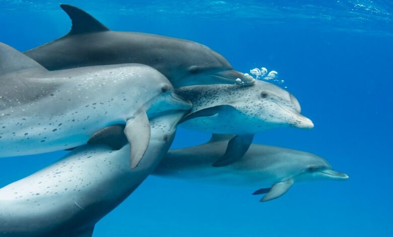 Tech Life - Talking dolphin - BBC Sounds