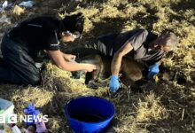 Cheshire farmer backs change to policing rural dog attacks