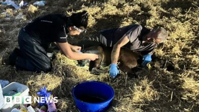 Cheshire farmer backs change to policing rural dog attacks