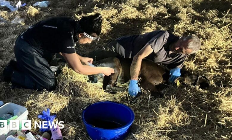 Cheshire farmer backs change to policing rural dog attacks