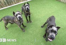 Danny Chambers MP's mutilated pets import ban bill set to become law