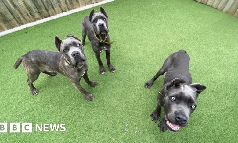 Danny Chambers MP's mutilated pets import ban bill set to become law