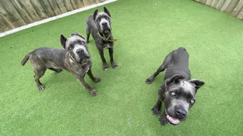Dogs Trust Three Cane Corso dogs stood on astroturf looking at the camera.
