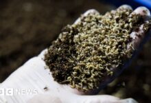 Should we be letting flies eat our food waste?