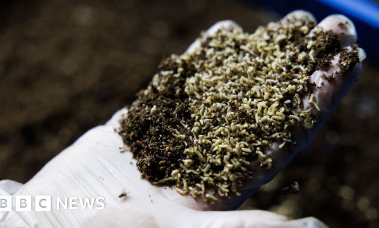 Should we be letting flies eat our food waste?