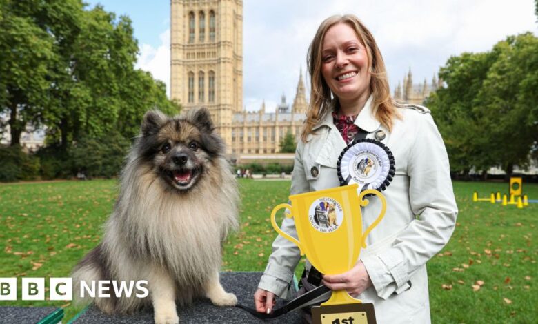Tamworth MP's dog crowned Westminster Dog of the Year